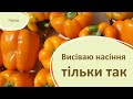 Перець, баклажани і помідори висіваю тільки так!