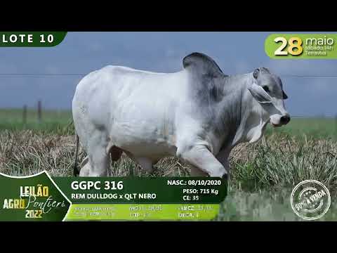 LOTE 10   GGPC 316