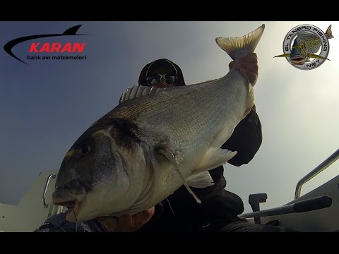PESCA DORADAS GIGANTES
