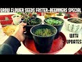 How To Grow Flower Seeds Faster (BEGINNERS SPECIAL)