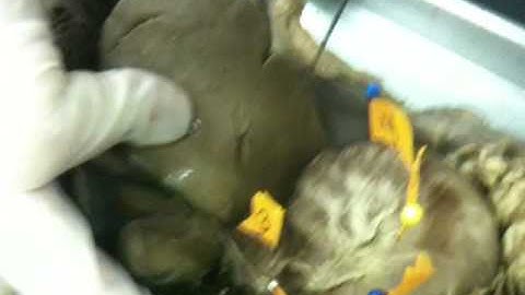 WLU Cat Dissection (Organs, Part 2)