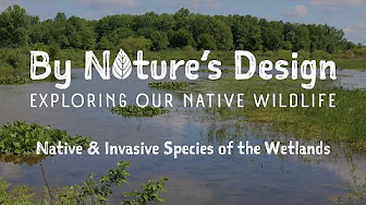 By Nature’s Design: Exploring Our Native Wildlife, Native & Invasive Species of the Wetlands