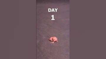 Budgie chick 1-21 days growth stages