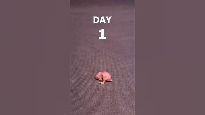Budgie chick 1-21 days growth stages