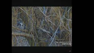 Great Horned Owls Mr. Hootie And Wonky Perched And Incubating Eggs 03.08.2024 Explore.org