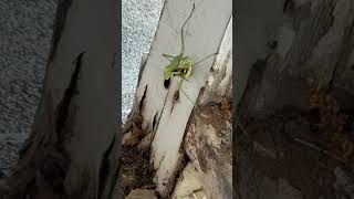 Praying Mantis catches yellow jacket in mid flight