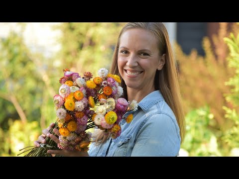 How To Grow, Harvest, And Wire Strawflowers Northlawn Flower Farms