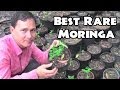 Best Moringa to Grow & Rare Herb Nursery