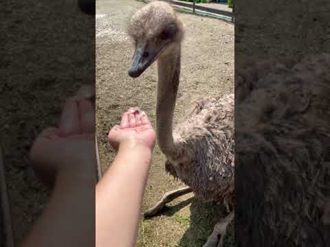 Самые интересные животные. Какие они милые. The most interesting animals. How cute they are