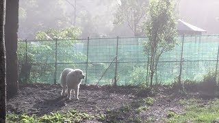 霧のまく静かで綺麗な朝でした　Great Pyrenees　グレートピレニーズ