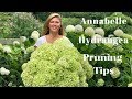 Annabelle Hydrangea Blooms | Tips on Pruning Hydrangeas