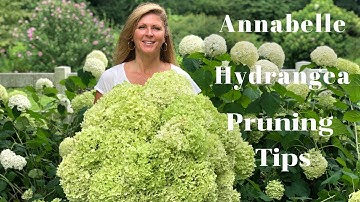 Annabelle Hydrangea Blooms | Tips on Pruning Hydrangeas
