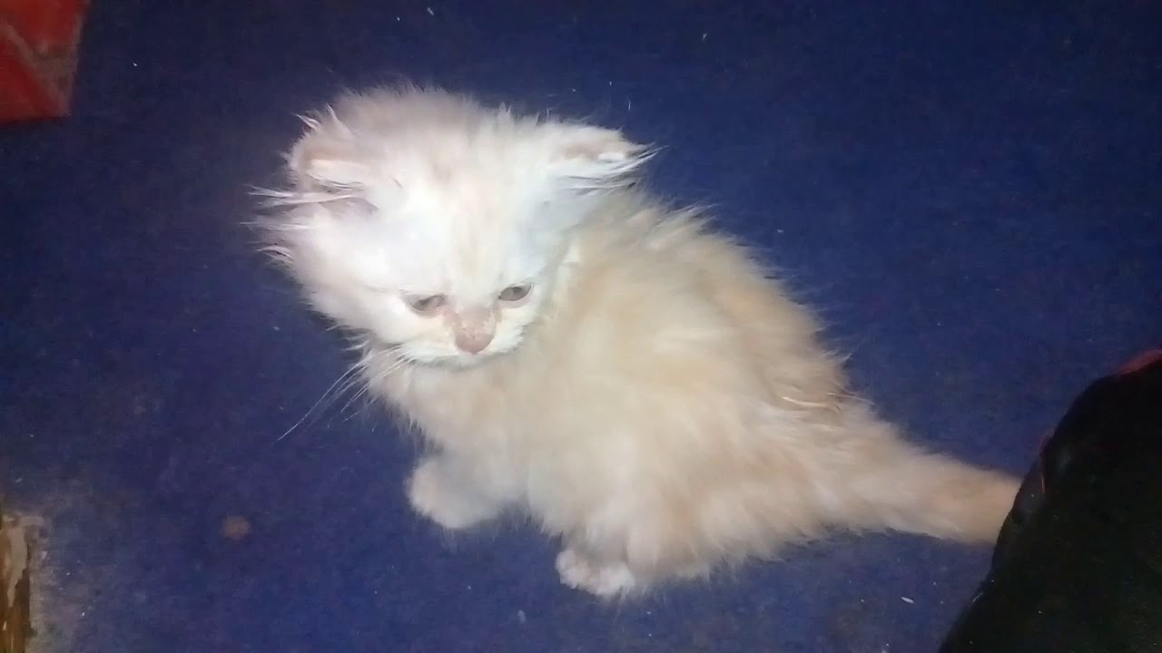 Lucu dan imut kucing kesayanganku.. 