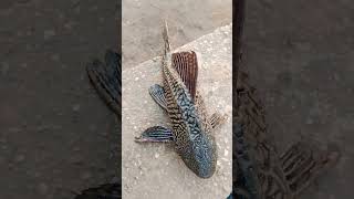 #salfish🦈 #shortvideo