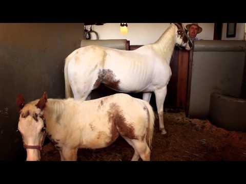 Video: American Paint Horse Raza De Caballo Hipoalergénico, Salud Y Vida útil