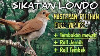 Masteran Sikatan Londo full isi Murai trotol Jernih dan mewah #sikatanlondogacor @KICAU16