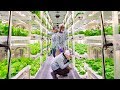 Vertical Roots Farm