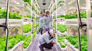 Vertical Roots Hydroponic Bibb Lettuce – Charleston Farm Fresh