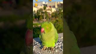 Wild Parrot didn't see me coming 🤣 #shorts #parrot #viralvideo screenshot 2