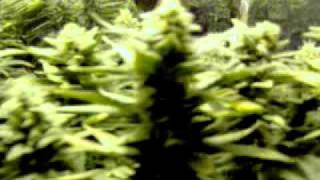 Another week and they will be chopped down. Four plants grown in 4 ...