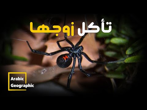 الأرملة السوداء أخطر العناكب علي الإطلاق | الحيوانات والحياة البرية