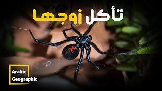 الأرملة السوداء أخطر العناكب علي الإطلاق | الحيوانات والحياة البرية