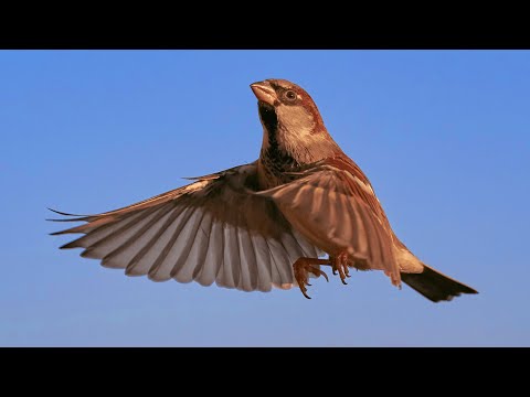 ИНТЕРЕСНАЯ ПТАШКА: ВОРОБЕЙ