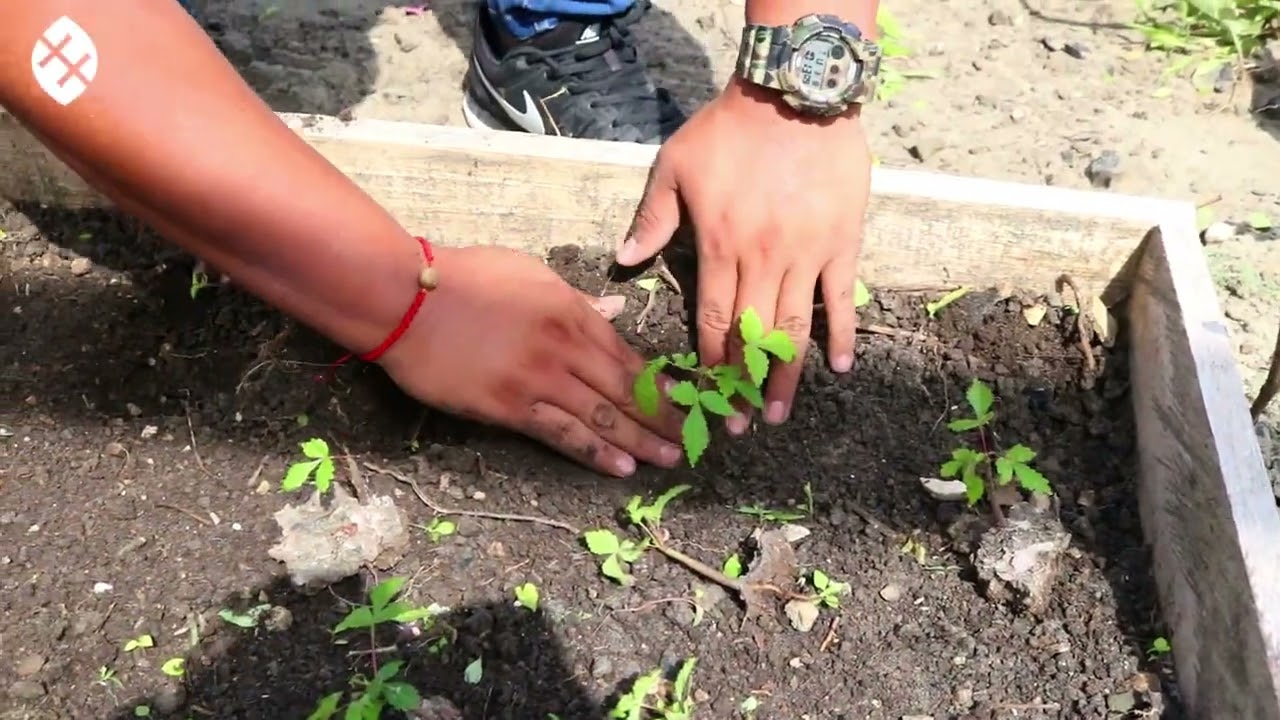 Research project on the germination of palo santo seed | #PaloSantoDoneRight