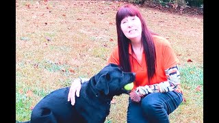 Dog Training, Georgia, Lab, Day 14: Graduation | Home Train | Field Recall  | Lowe’s | Hayesville NC by Sit Up N Listen Dog Training 157 views 6 months ago 23 minutes