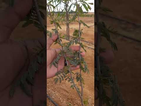 النباتين رقمي ٢٦ ٢٧ السنط العربي والفتنة