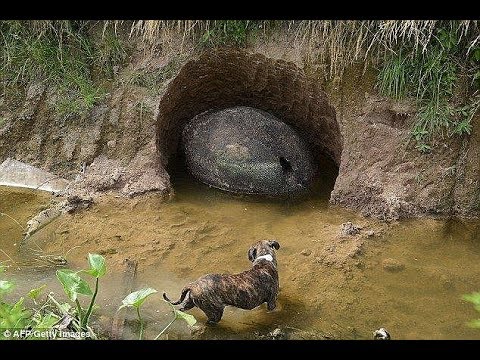 Video: Creatures That Live Underground - Alternative View