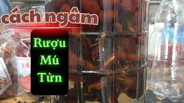 Ngâm Rượu Rễ Mú Từn Với Táo Đỏ - Cách Sử Dụng và Giá Mú Từn