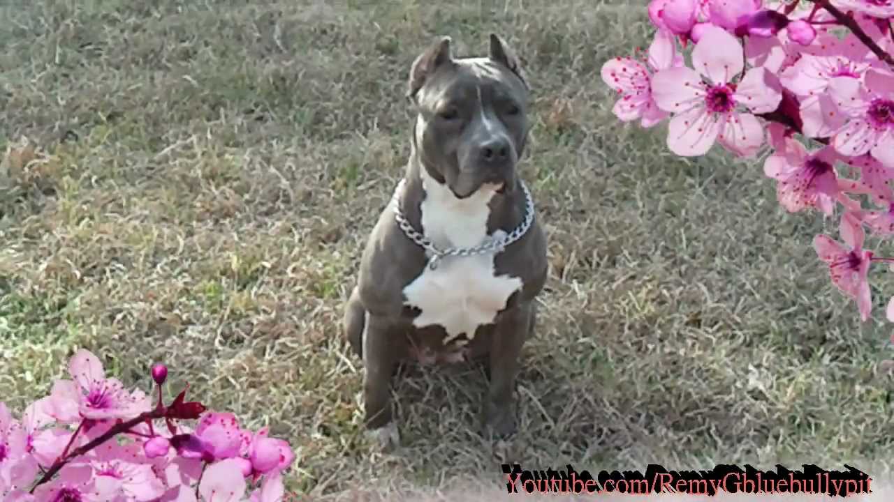 remy the blue pitbull pretty pitbull youtube