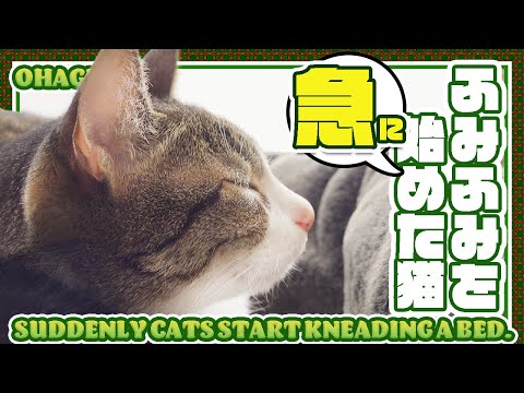 後ろで急にふみふみを始めた猫