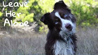 Freak Like Me Dog MEP|Part 1 by Captivating Canines 609 views 1 year ago 14 seconds