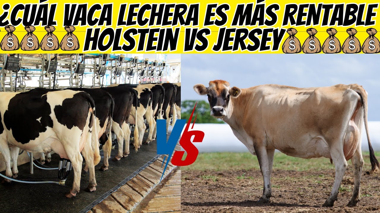 Holstein vs Jersey ¿cuál vaca lechera es MÁS RENTABLE para tu granja  Análisis REAL con Números