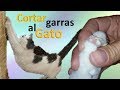 Gatos - Cómo cortar las uñas a los gatos sin lastimarlos