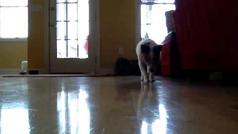 My dog when I leave the house