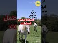 الطيبة ليست ضعف ا بل قوة لا يملكها إلا النبلاء الطيبة الكرامة التسامح الحكمة دروس الحياة