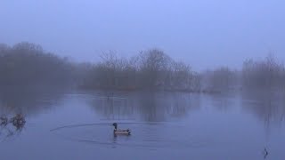 Весенняя охота в туман с подсадными утками.