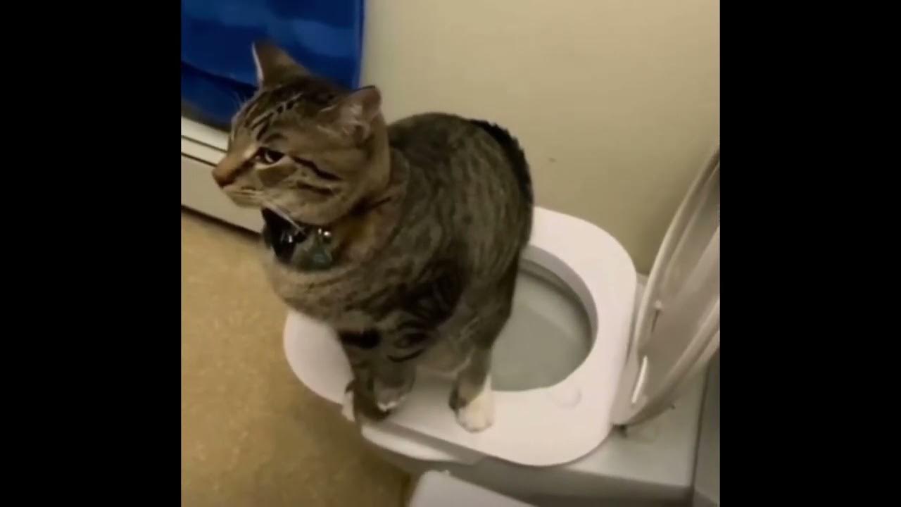 Кот срет и пердит под дабстеп - YouTube
