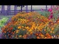 Marigolds for the Early Fall | At Home With P. Allen Smith