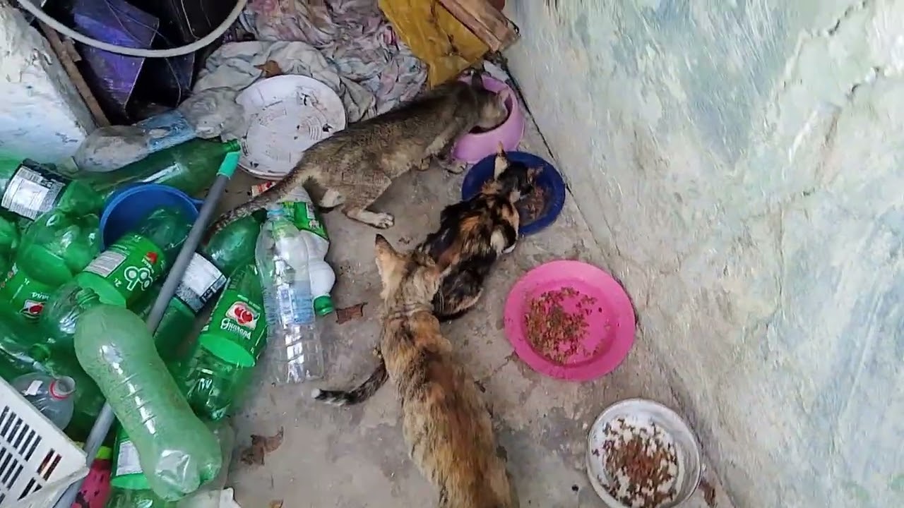 M.L.G. o amarelão não pode sai ele fica brexando em baixo da porta e vamos ver os ourtos gatinhos ?