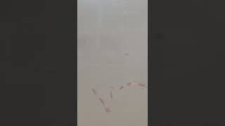 PRE-COM Pipe line air flashing commissioni Rapchar blowing🤯🤯🤯