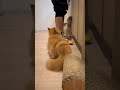 本当にすご過ぎる🥹いつも応援してくださっている皆様、ありがとうございます🙇🏻‍♂️今後とも猫様と下僕をよろしくお願い致します☺️#ミヌエット #マンチカン #子猫
