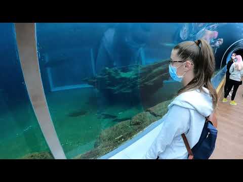 GoPro Hero 9 Black at Colchester Zoo (sample footage)