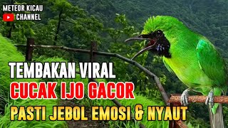 PANCINGAN CUCAK IJO GACOR CEPAT MENAIKKAN EMOSI IJO LAWAN LANGSUNG JAMTROK KELUAR TEMBAKAN ISIAN