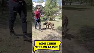 Mon chien tire en laisse