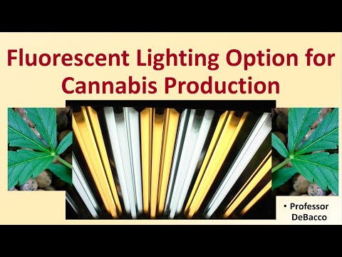 Fluorescent Lighting Option for Cannabis Production