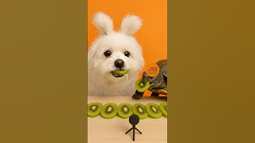 Dog 🐶 & Turtle 🐢 Eating Together | Cute ASMR Video